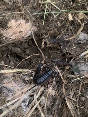 Bothriurus chilensis
