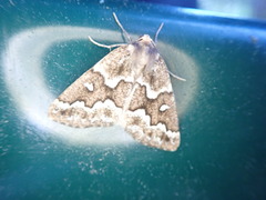 Caripeta divisata