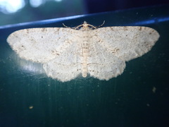 Melanolophia