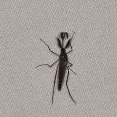 Psorophora cyanescens