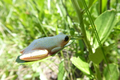 Hyperolius marmoratus marmoratus