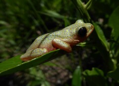 Hyperolius marmoratus marmoratus