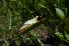 Hyperolius marmoratus marmoratus