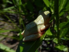Hyperolius marmoratus marmoratus