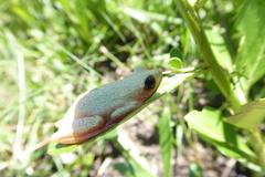 Hyperolius marmoratus marmoratus