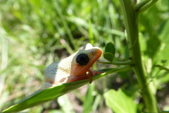 Hyperolius marmoratus marmoratus