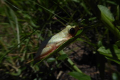 Hyperolius marmoratus marmoratus