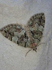 Hydriomena renunciata