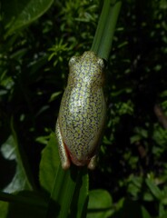 Hyperolius marmoratus marmoratus