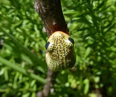 Hyperolius marmoratus marmoratus