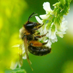 Andrena bicolor