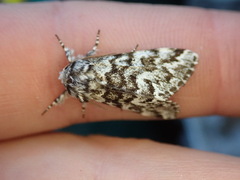 Panthea acronyctoides