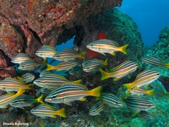 Parapristipoma octolineatum