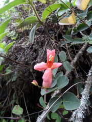 Dolichandra cynanchoides