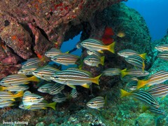 Parapristipoma octolineatum