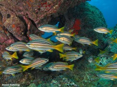 Parapristipoma octolineatum