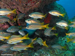 Parapristipoma octolineatum