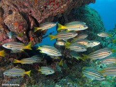 Parapristipoma octolineatum