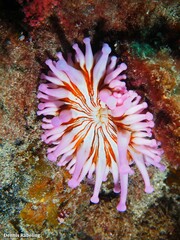 Telmatactis cricoides