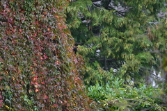 Turdus merula