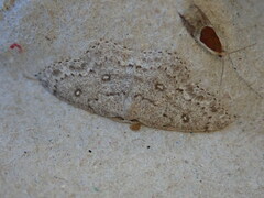 Cyclophora pendulinaria