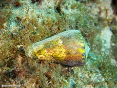 Conus canariensis