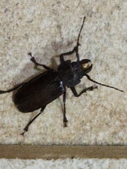 Mallodon chevrolatii