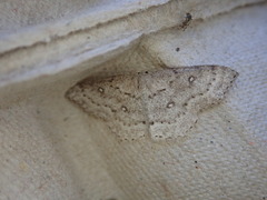 Cyclophora pendulinaria