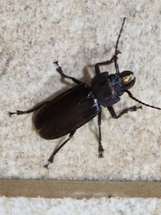 Mallodon chevrolatii