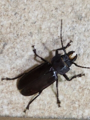 Mallodon chevrolatii