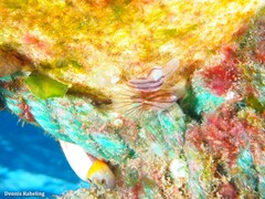Conchoderma virgatum