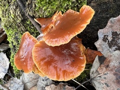 Flammulina elastica