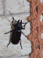 Mallodon chevrolatii