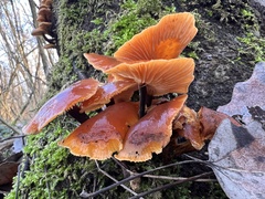 Flammulina elastica