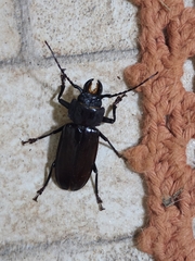 Mallodon chevrolatii