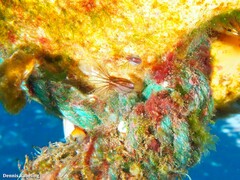 Conchoderma virgatum