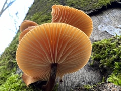 Flammulina elastica