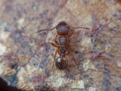Myrmica sabuleti