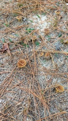 Phylloporus leucomycelinus