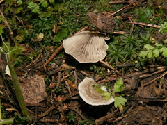 Entoloma byssisedum