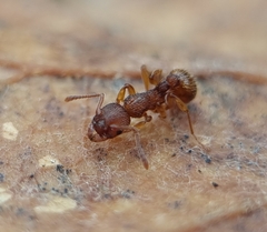 Myrmica sabuleti