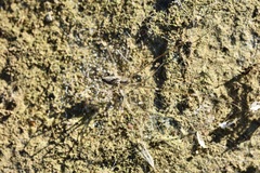 Holocnemus hispanicus