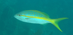 Ocyurus chrysurus