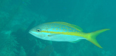 Ocyurus chrysurus