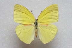 Rhabdodryas trite trite