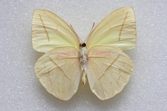 Rhabdodryas trite trite