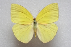 Rhabdodryas trite trite