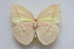 Rhabdodryas trite trite