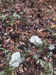 Cladonia evansii