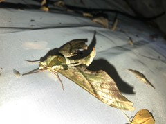 Adhemarius dariensis